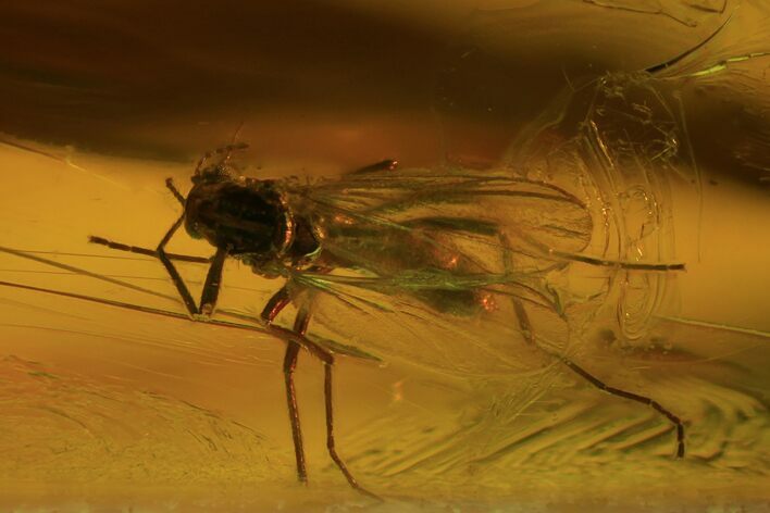 Fossil Fly (Diptera) In Baltic Amber #81726
